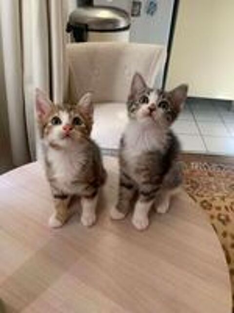   Dino & Mistrigri  2 frérots à adopter ensemble 