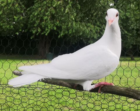 Pigeon voyageur blanc 30 94500 Champigny-sur-marne