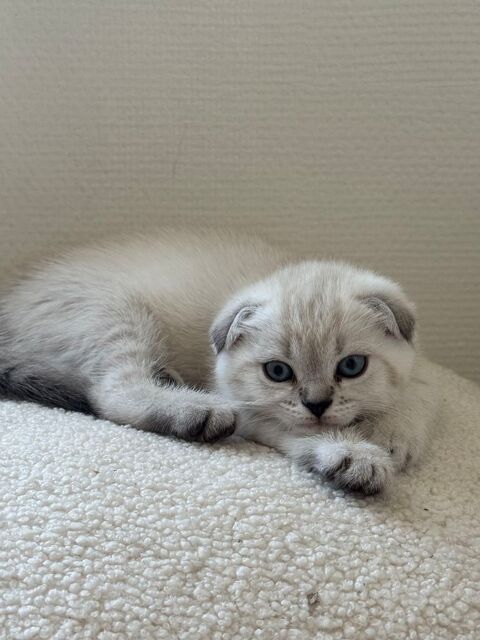 Femelles scottish fold x siamois 0 60160 Montataire