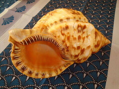 Coquillage Triton Trompette 30 Quesnoy-sur-Deûle (59)