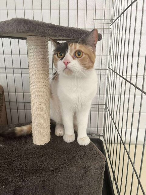 &#128049; Jolie chatte 1 an cherche famille aimante  URGENCE adoption &#128049; 150 62149 Annequin