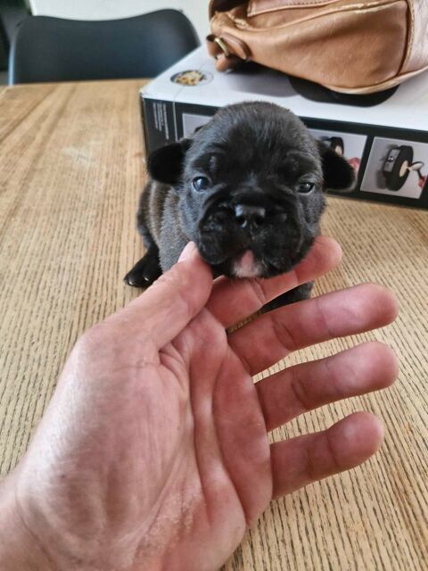 bouledogue Français à  réserver 900 02200 Soissons
