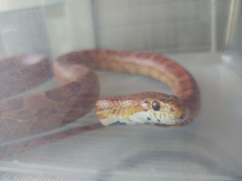 mon serpent des blés de 5 ans 0 26270 Loriol-sur-drme