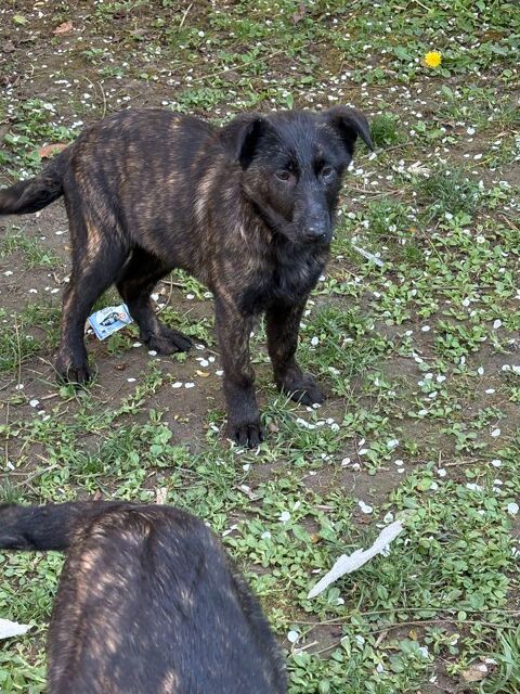 Chiot berger hollandais 400 61200 Argentan