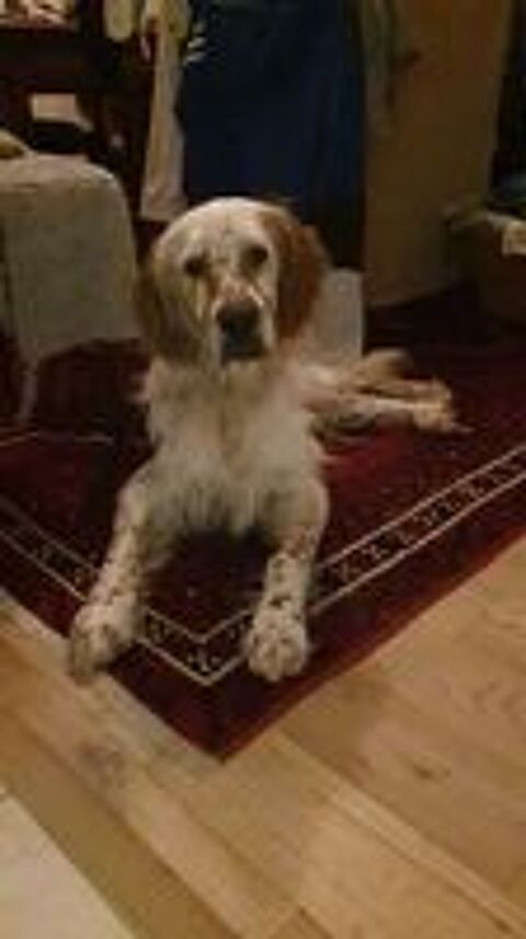   Donne beau Setter-Anglais .  