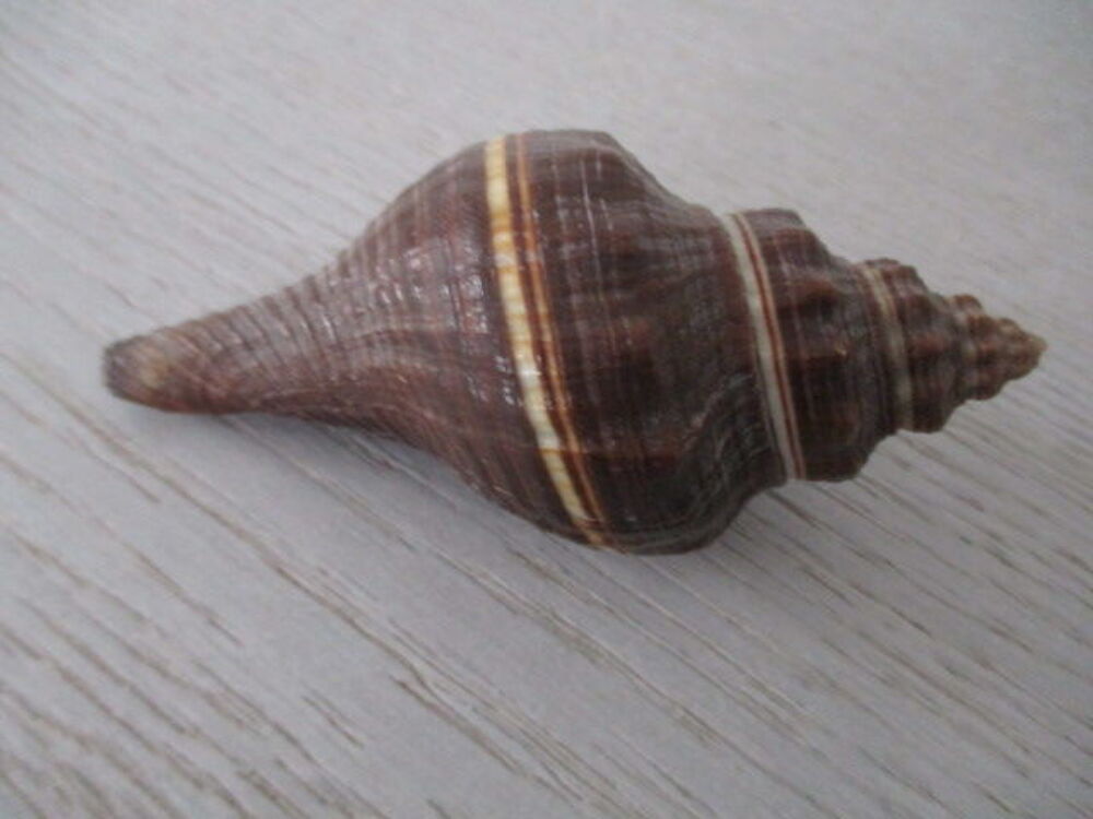 collection de coquillage 