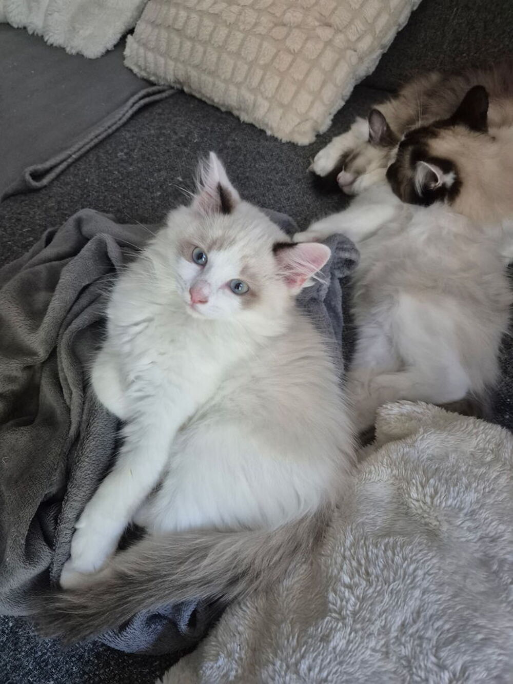   Chatons Ragdoll 