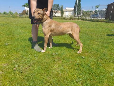 SAIKO, chien type berger, 2 ans (ok chiens, ok chats) 200 34500 Bziers