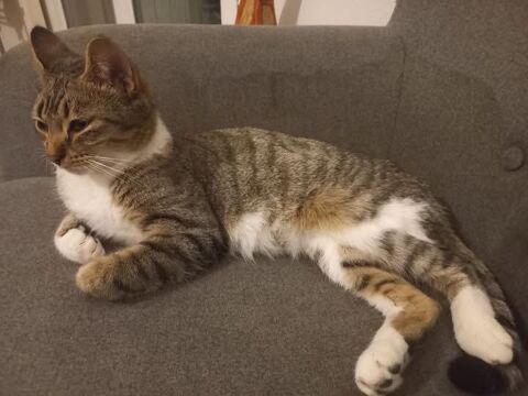 Chat ETOILE &agrave; l adoption 200 26330 Ch�teauneuf-de-galaure