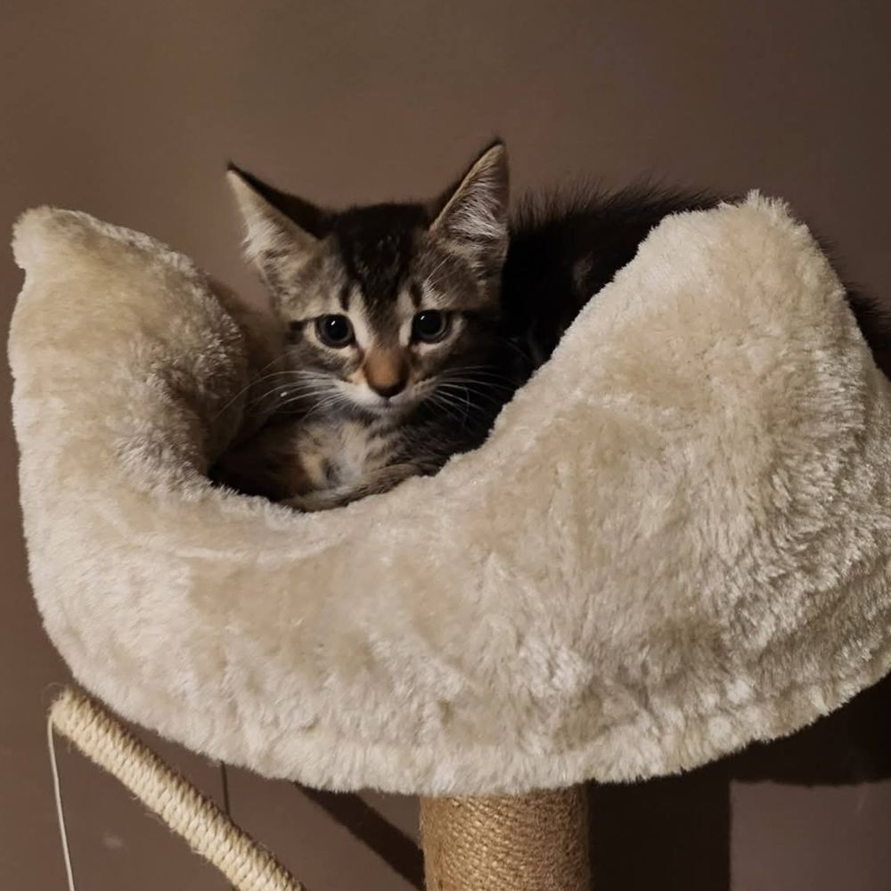   *BELLA* jolie minette a l'adoption  