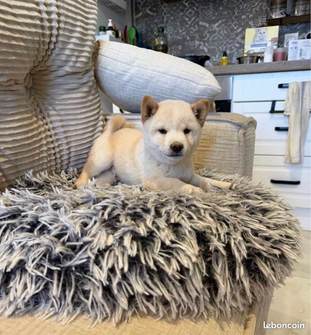   🦊❤️ Véritables Mame Shiba – Import Japon – Pedigrees japonais – Confirmés – ADN 