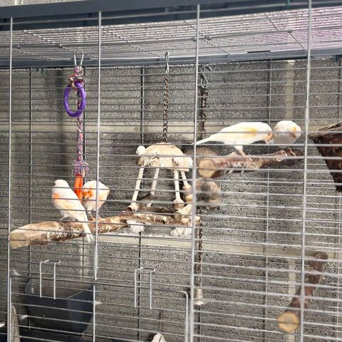 Oiseaux ,canaris mosa�que rouge 30 Reffuveille (50)