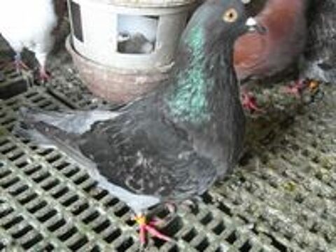   pigeons hubbel nés en 2024/2025.  