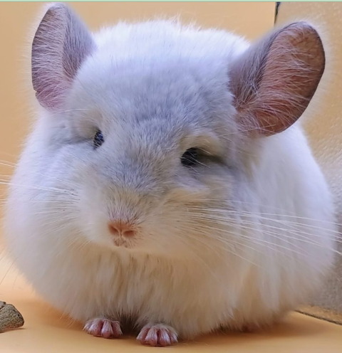 b&eacute;b&eacute; Chinchilla ANGORA blanc 260 18340 Levet