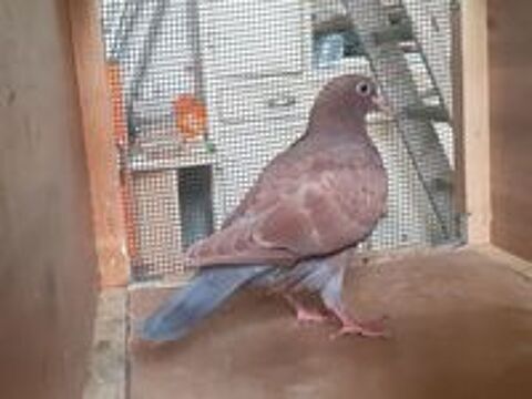   JEUNES PIGEONS COULEUR CHOCO 