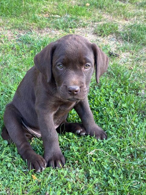 Chiots LOF Labrador Retriever Chocolat 1300 95510 Amenucourt