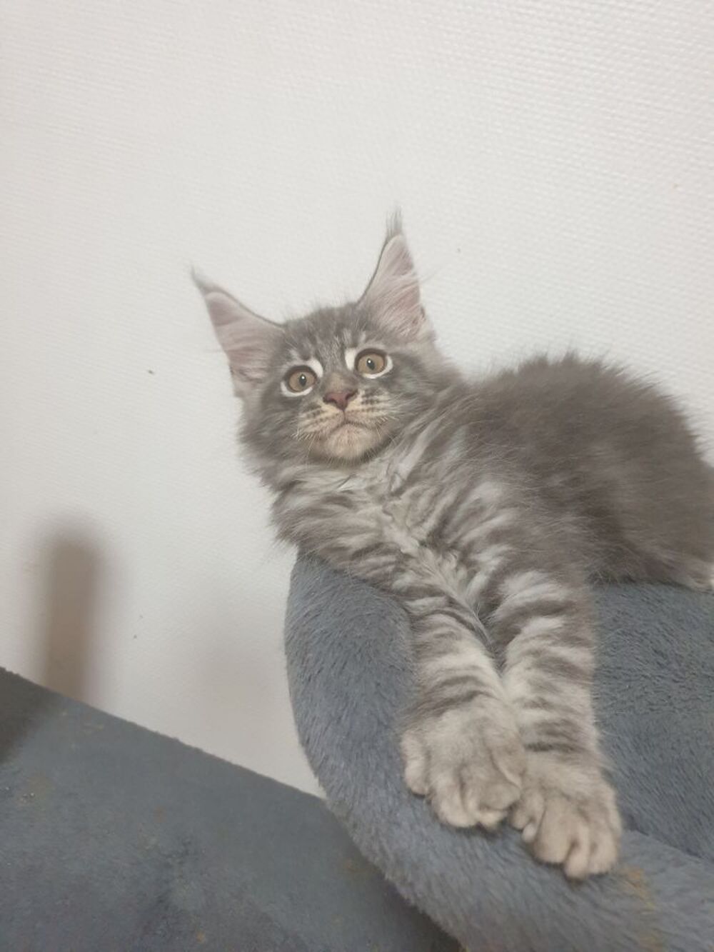   CHATON  MAIN COON 