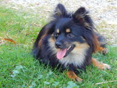   Saillie chiwawa  