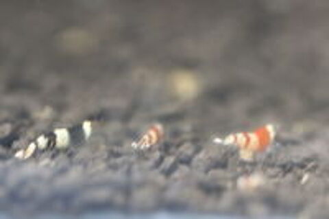   Crevettes d'eau douce red et black crystal 