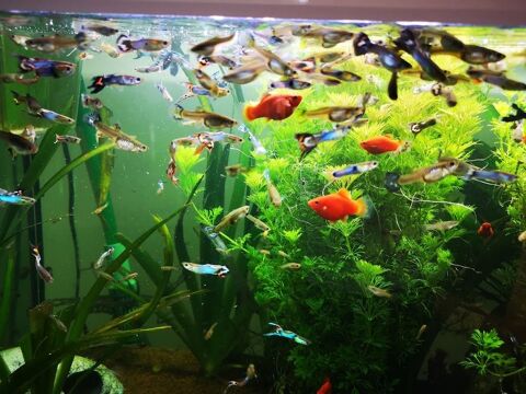 Poissons d'aquarium Guppys  1 94260 Fresnes
