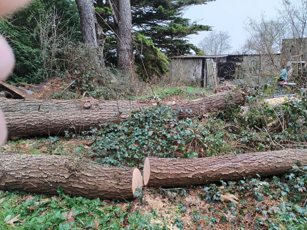 GRUMES DE PIN EBRANCHEES Jardin