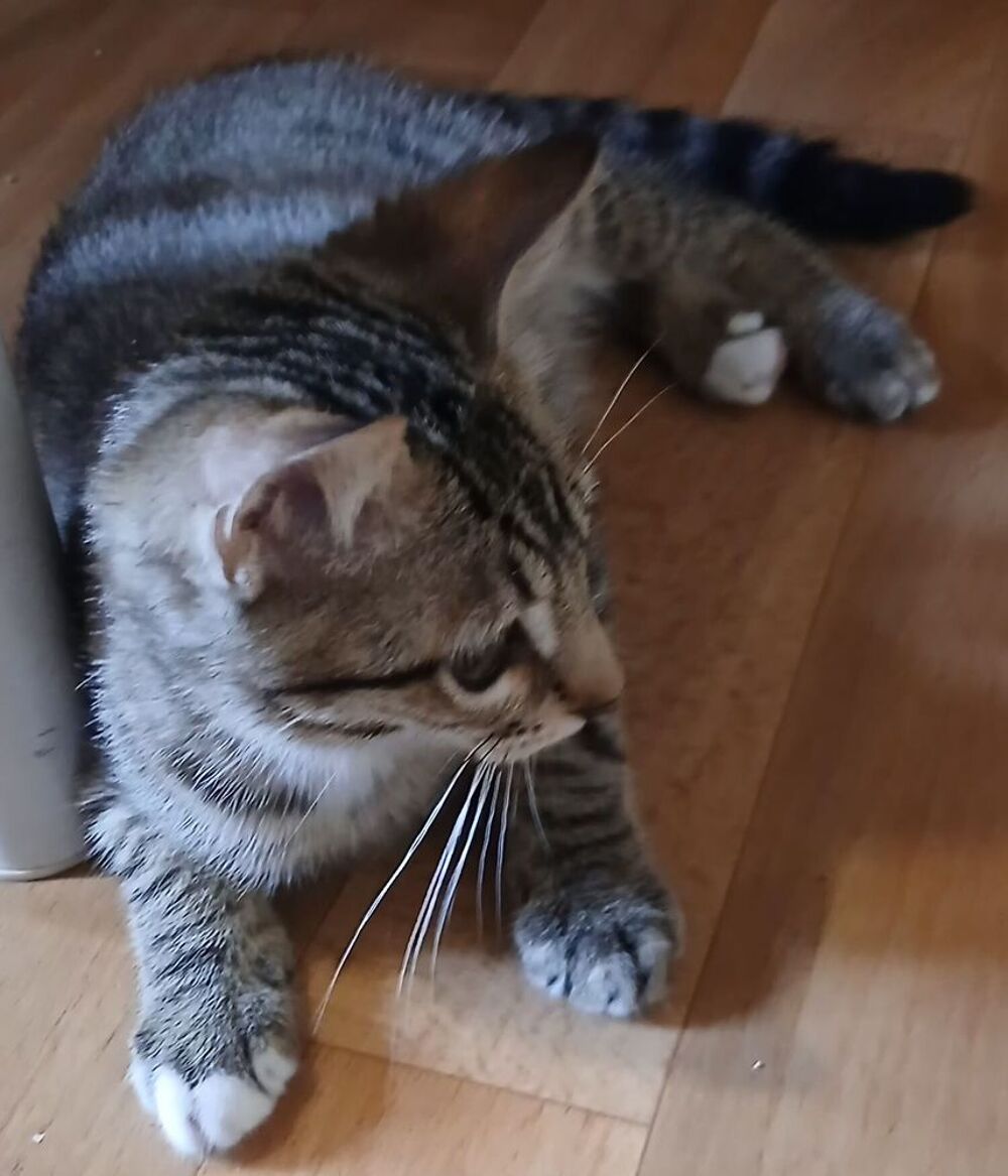   Superbe chaton 