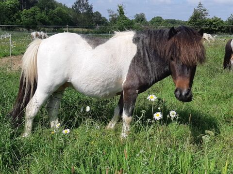 Poney A 1500 35550 Saint-just