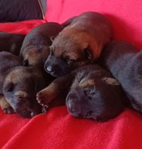   Superbe chiot berger allemand LOF 