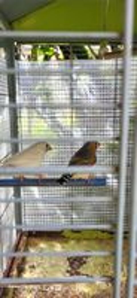   mandarin 