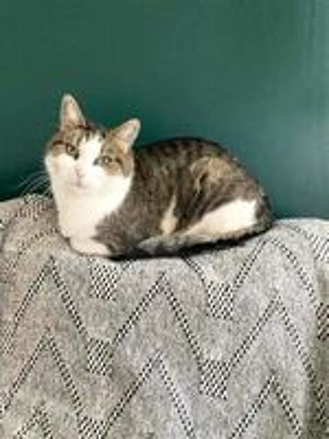   MOLLY, tr�s belle chatte grise et blanche � l'adoption 