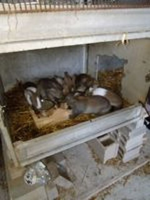   Lapin fermier  