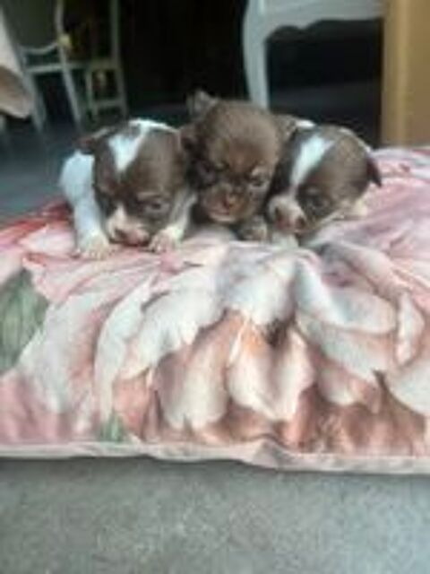   Chihuahua  