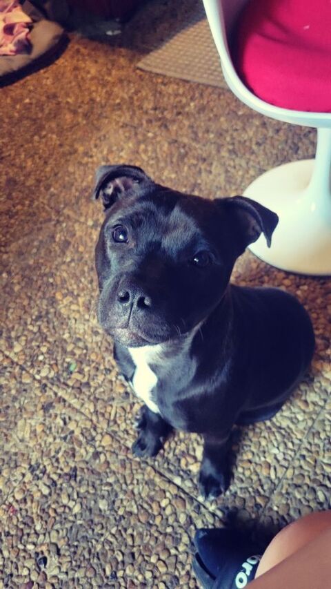 Femelle staffy 0 24340 Champeaux-et-la-chapelle-pommier