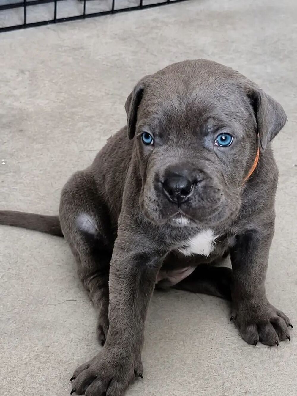   Chiot Cane Corso 
