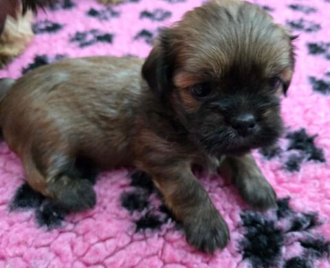 Chiot m&acirc;le lhassa apso lof 1200 54150 Ozerailles