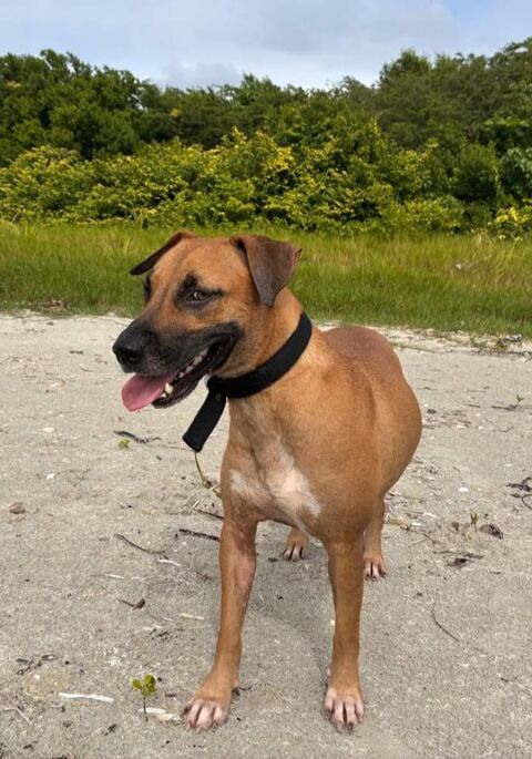 Soly, femelle X croiser berger, n&eacute;e le 01/05/2024 380 50000 Baudre