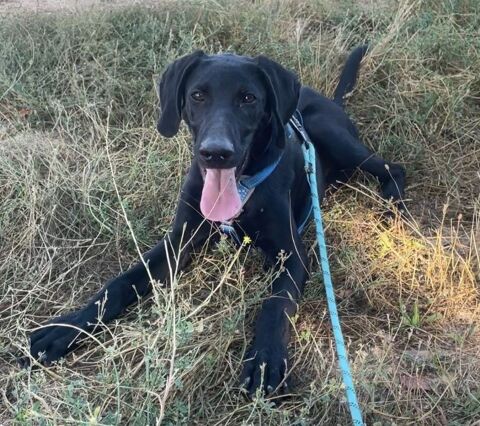 Scooby, chiot de 6 mois 220 24140 Douville