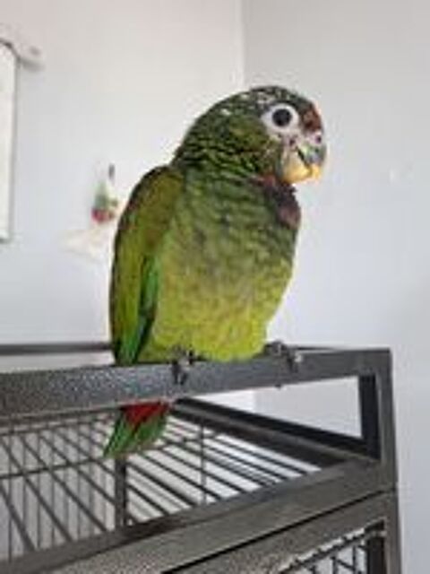   Pionus Maximilien 