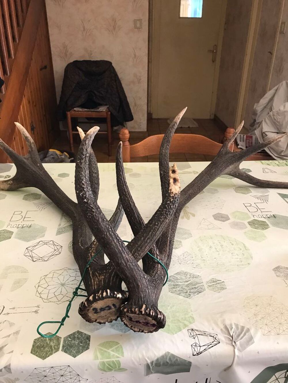 bois de cerf 