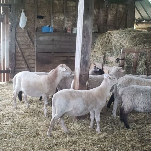 Lot Agneaux et agnelle 14100 Lisieux