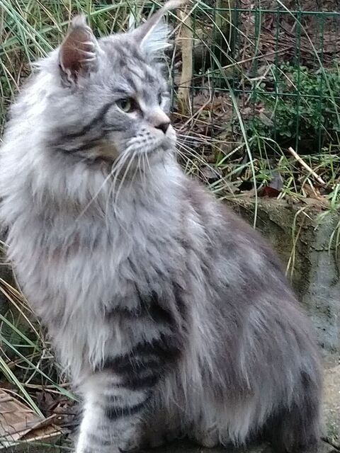 Portees a reserver grand choix males, femelles, couleurs 780 07600 Vals-les-bains