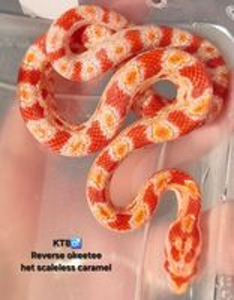   Pantherophis okeetee het scaleless  