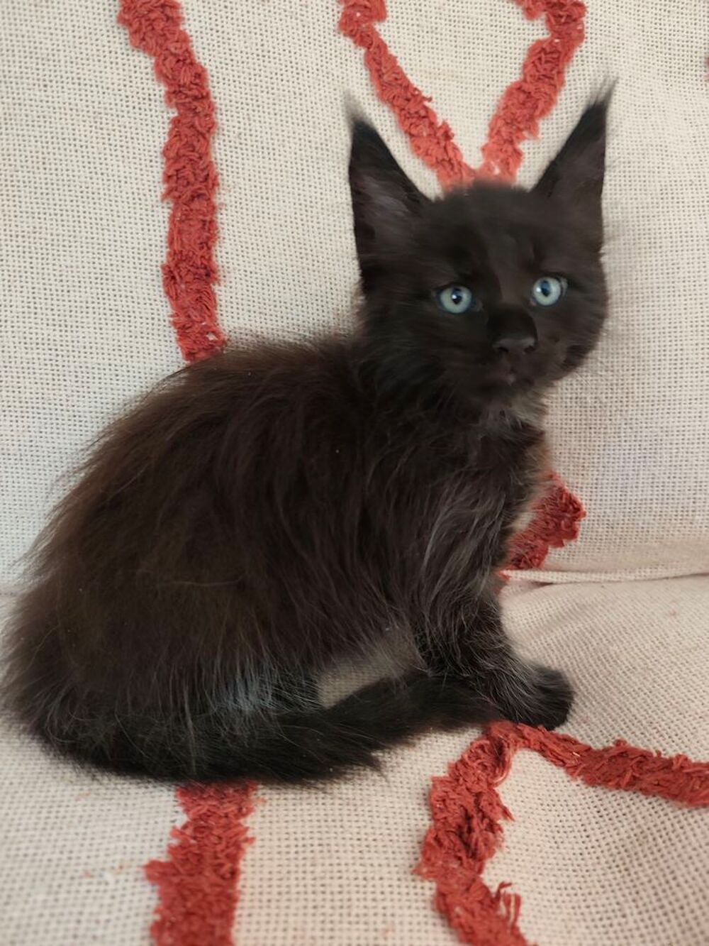   Chatons Maine Coon à réserver  