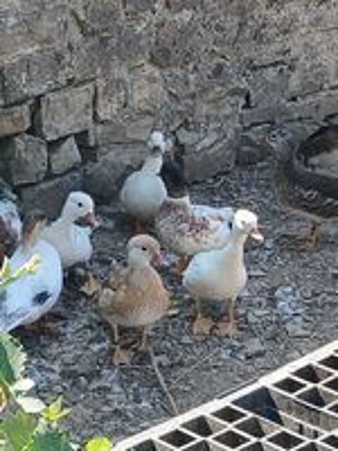   Canard mandarin  