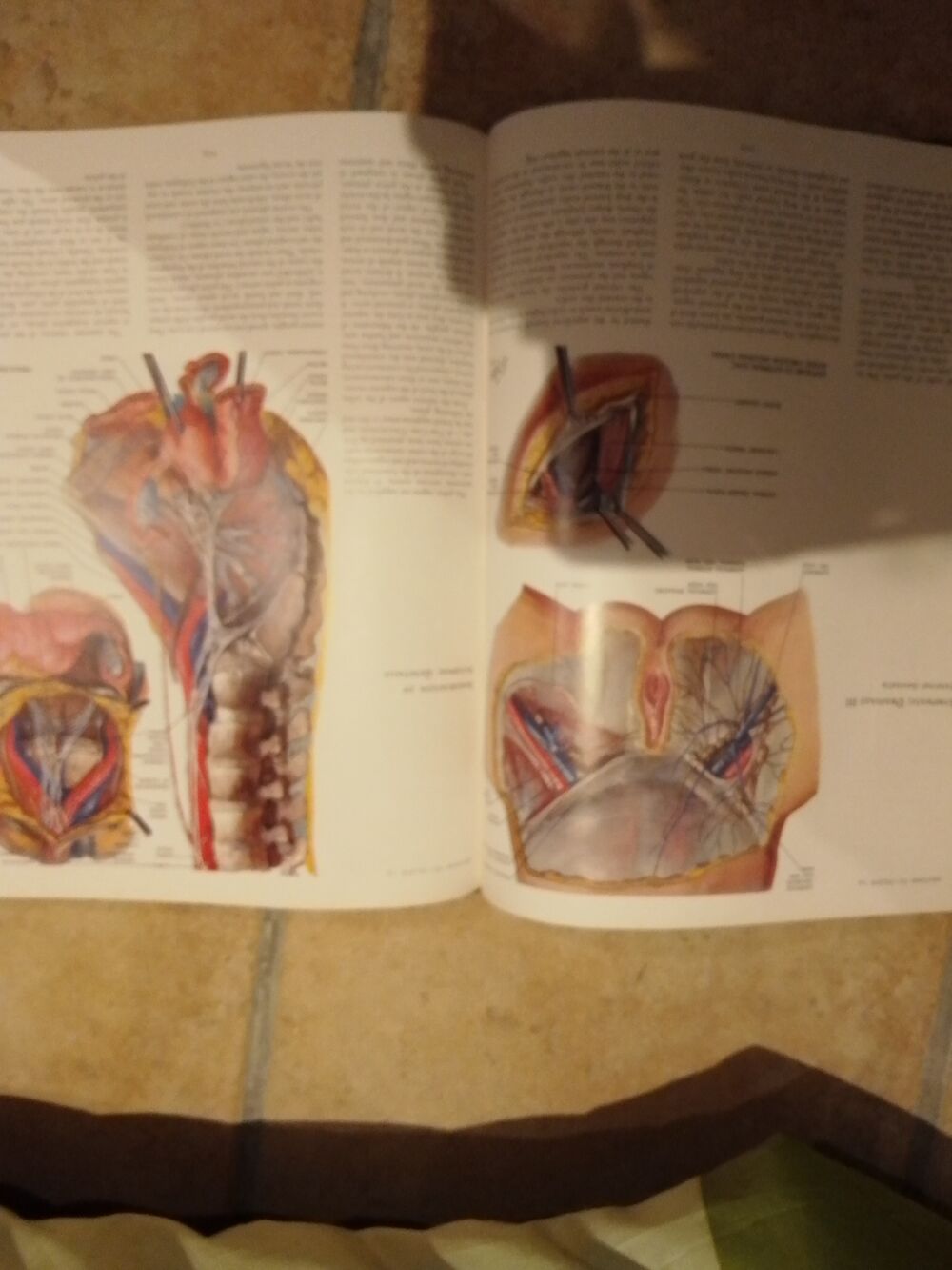 heart ouvrage anatomique FRANK H. NETTER Livres et BD