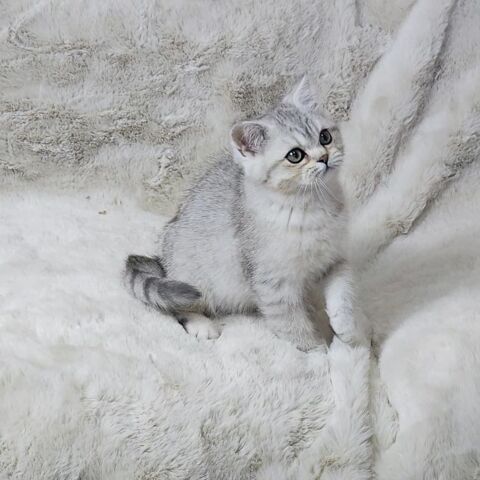 British Shorthair 700 12000 Rodez