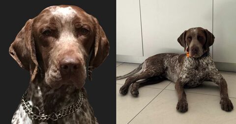 BAZIL Braque-Springer spaniel cherche descendance 0 69580 Sathonay-village