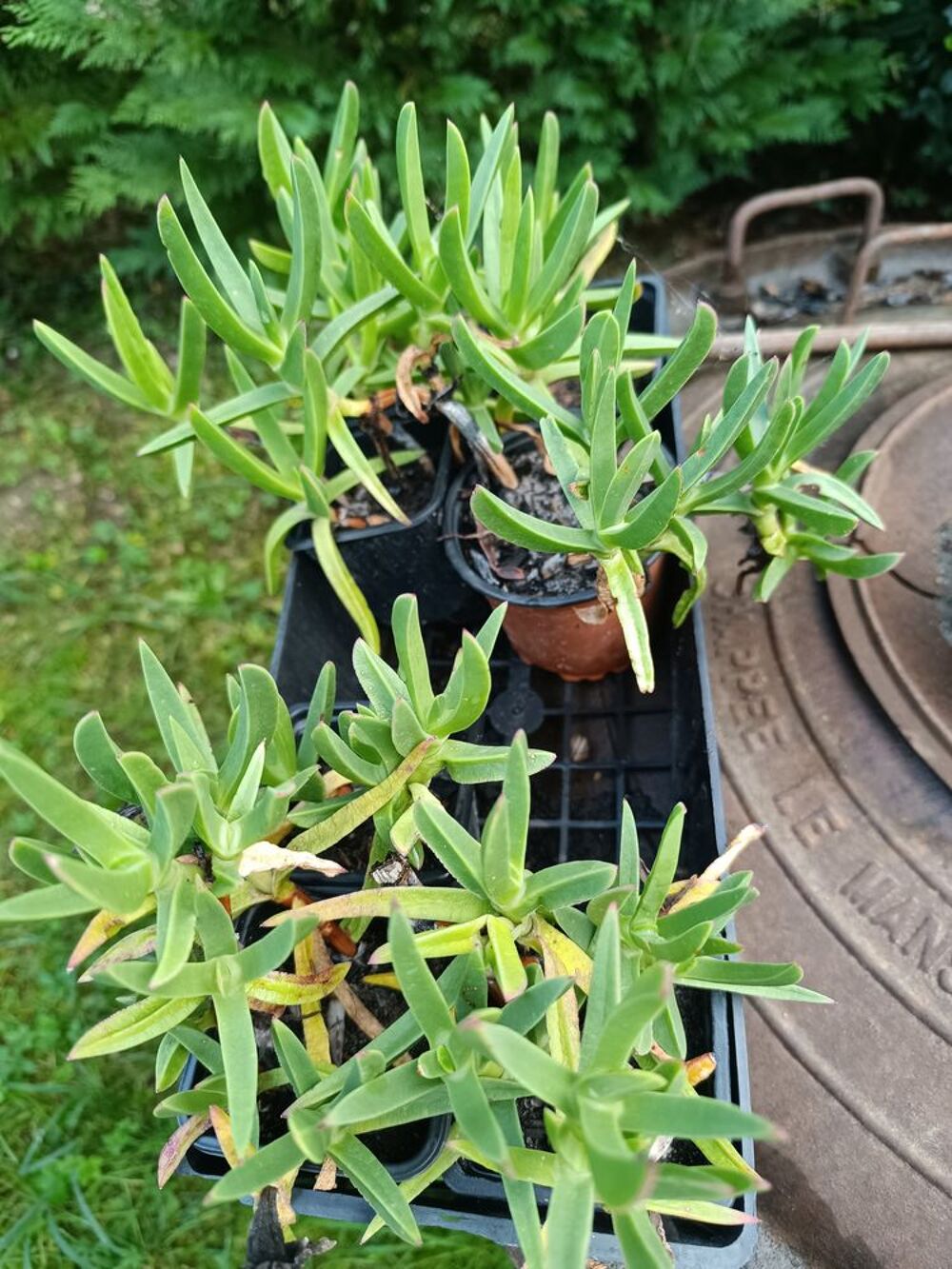 Plantes grasses griffe de sorci&egrave;re Jardin