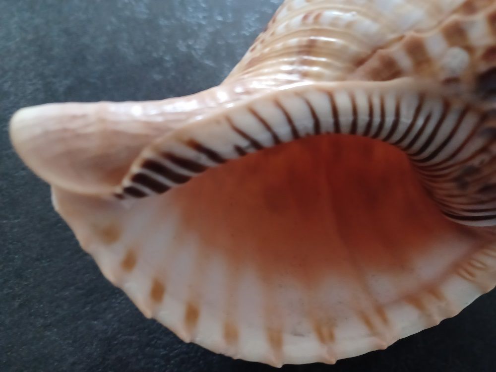 Coquillage Triton (Charonia Tritonis) 25 cm 