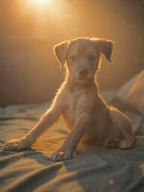 Noisette, la petite timide 300 76000 Rouen